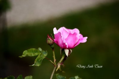 roses 1
