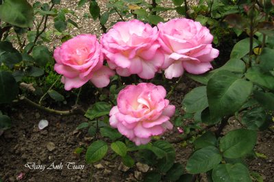 roses 2161
