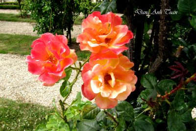roses 2165