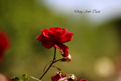 roses 4