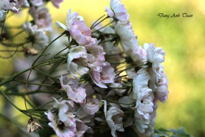 roses 5221