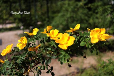 roses 5231