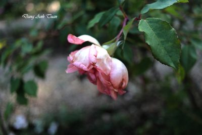 roses 5232