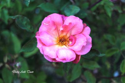 roses 5235