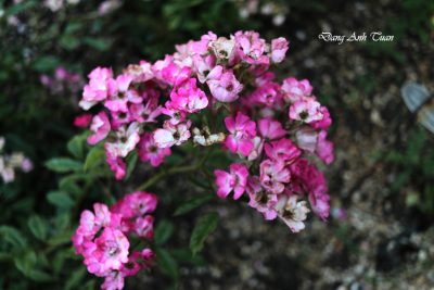 roses 5237
