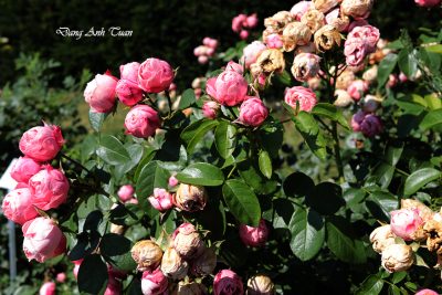 roses 5254