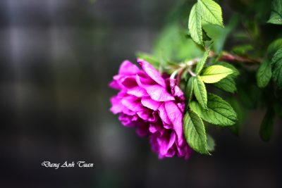 roses 6909